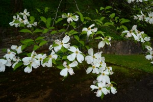 Dogwood at Macktown Gap