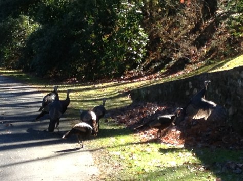 Turkeys in our front yard 