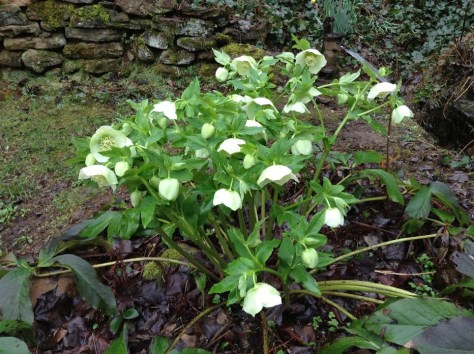 Hellebores2